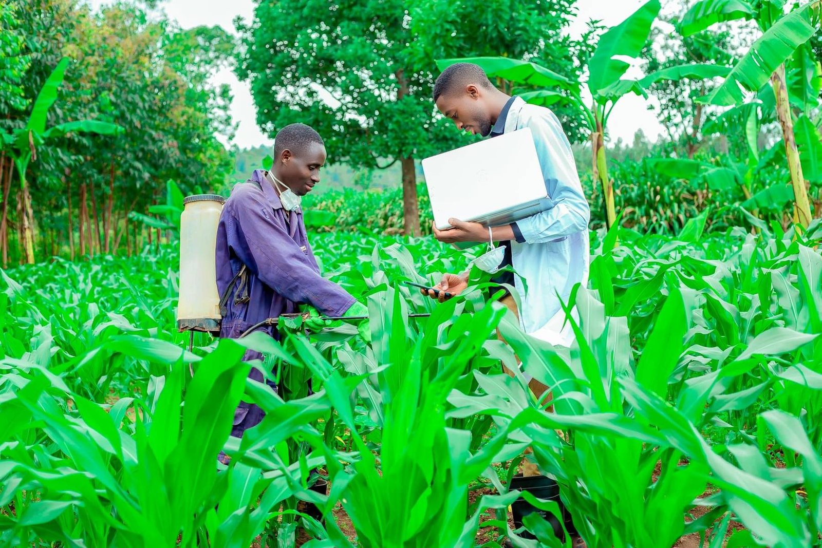 Checking a crop for pests and diseases
